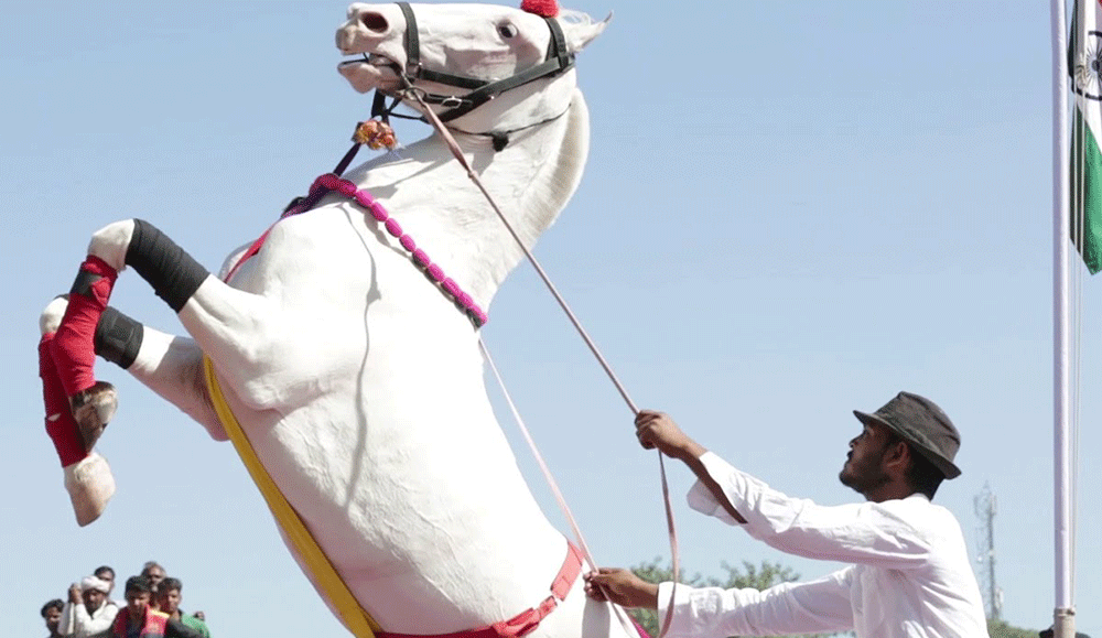 The National Horse & Cattle Show (Feb 9–23, 2025) – Lahore