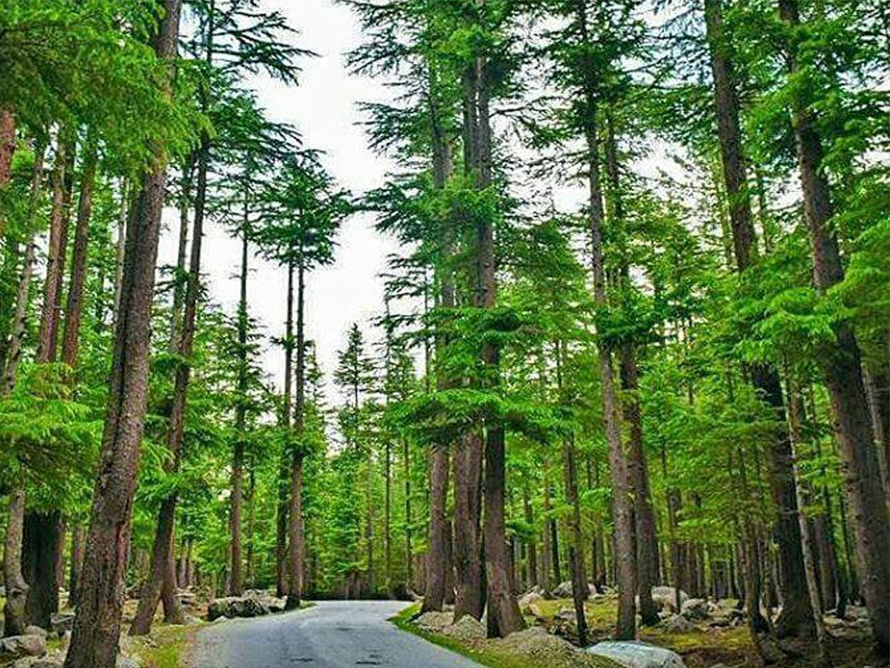 Ushu Forest & Kalam
