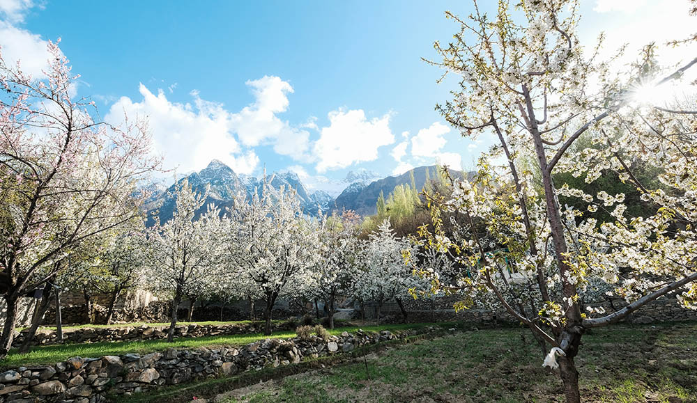 Hunza Valley Cherry Blossom Tour