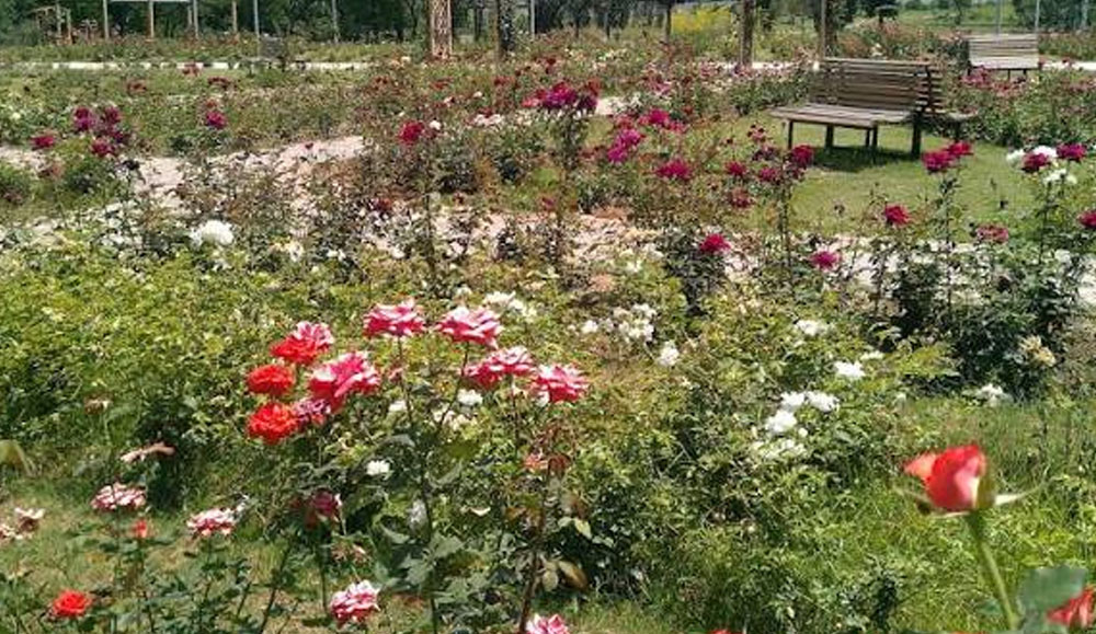 Rose & Jasmine Garden